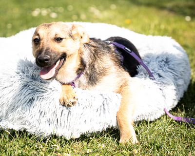 Yami, mischling - Hündin