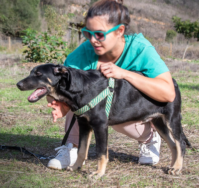 Yamy - einer von sechs temperamentvollen Gesellen, Rhodesian Ridgeback - Mischling - Rüde