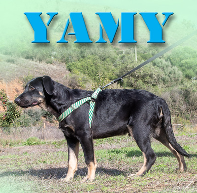 Yamy – einer von sechs temperamtenvollen Gesellen, Rhodesian-Ridgeback-Mix - Rüde