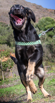 Yamy – einer von sechs temperamtenvollen Gesellen, Rhodesian-Ridgeback-Mix - Rüde