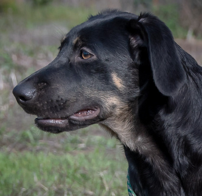 Yamy – einer von sechs temperamtenvollen Gesellen, Rhodesian-Ridgeback-Mix - Rüde