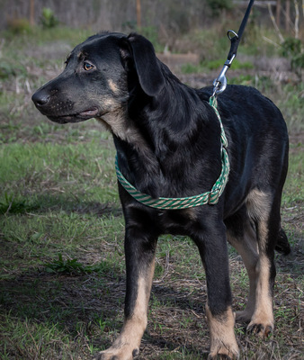 Yamy – einer von sechs temperamtenvollen Gesellen, Rhodesian-Ridgeback-Mix - Rüde