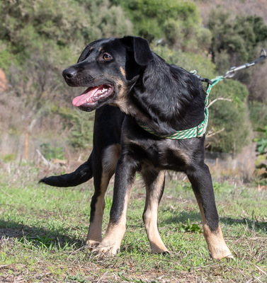 Yamy – einer von sechs temperamtenvollen Gesellen, Rhodesian-Ridgeback-Mix - Rüde