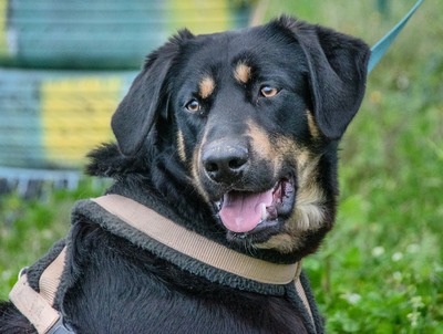 Yamy – unkompliziert und temperamentvoll, Rhodesian Ridgeback - Mix - Rüde