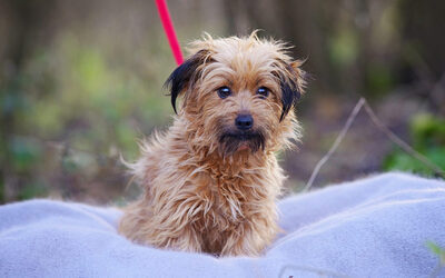 Yanka, Yorki Mischling - Hündin