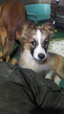 Yanni, Mischling - Rüde