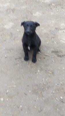 Yara, Mischling Welpen - Hündin