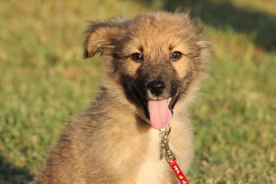 Yaro, Mischling Welpen - Rüde