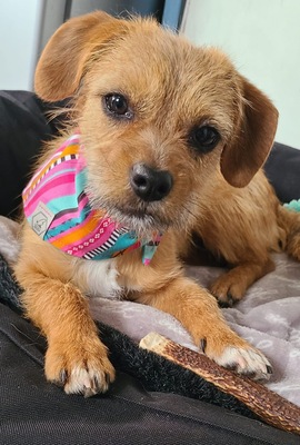 Yaska, Mix Welpen - Hündin