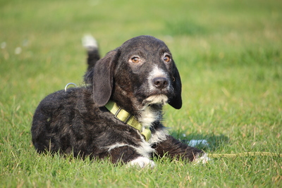 Yasko, Mischling Welpen - Rüde