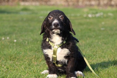 Yasko, Mischling Welpen - Rüde