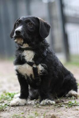 Yasko, Mischling Welpen - Rüde