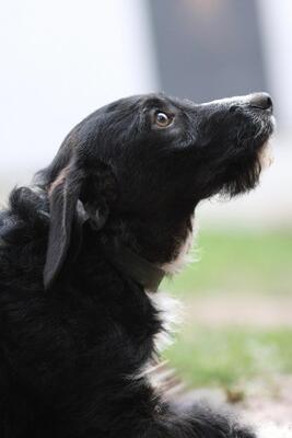 Yasko, Mischling Welpen - Rüde