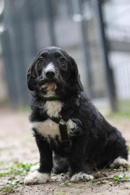 Yasko, Mischling Welpen - Rüde