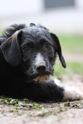 Yasko, Mischling Welpen - Rüde