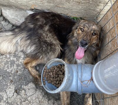 Yasmin, Mix - Hündin