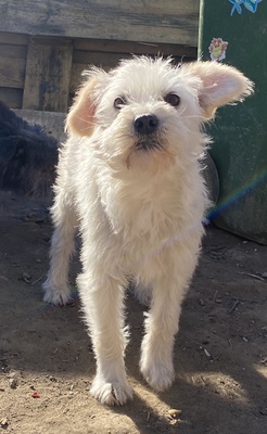 Yetti, Mix - Hündin