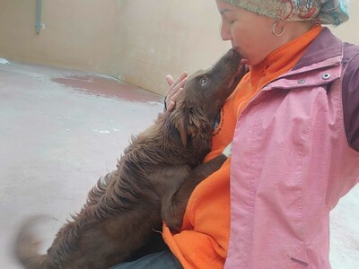 Yira, Mischling - Hündin