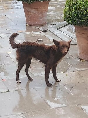 Yira, Mischling - Hündin