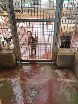 Yira, Mischling - Hündin