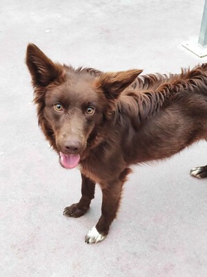 Yira, Mischling - Hündin