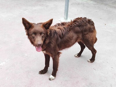 Yira, Mischling - Hündin