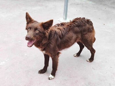 Yira, Mischling - Hündin