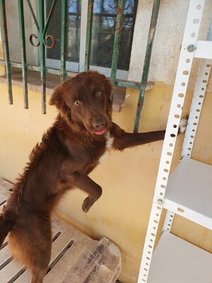 Yira, Mischling - Hündin