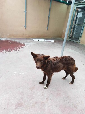 Yira, Mischling - Hündin