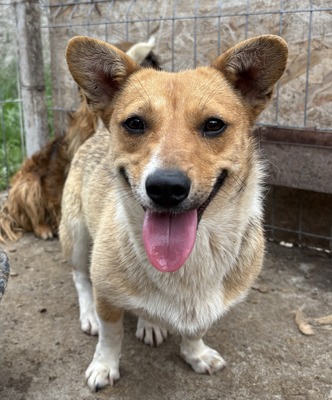 Ylvi, Corgi - Mix - Hündin