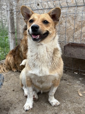 Ylvi, Corgi - Mix - Hündin