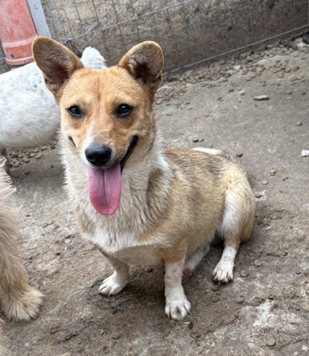 Ylvi, Corgi - Mix - Hündin