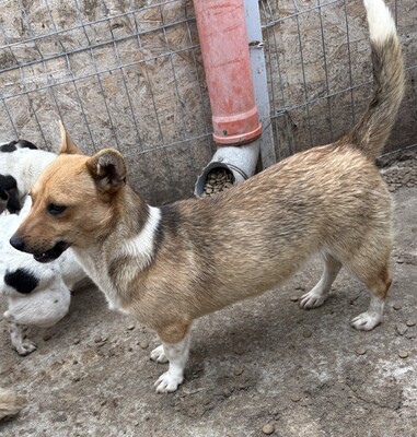Ylvi, Corgi - Mix - Hündin
