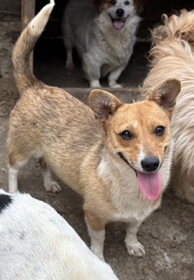 Ylvi, Corgi - Mix - Hündin