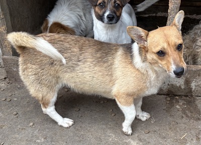Ylvi, Corgi - Mix - Hündin