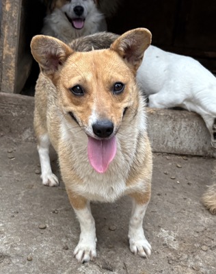 Ylvi, Corgi - Mix - Hündin
