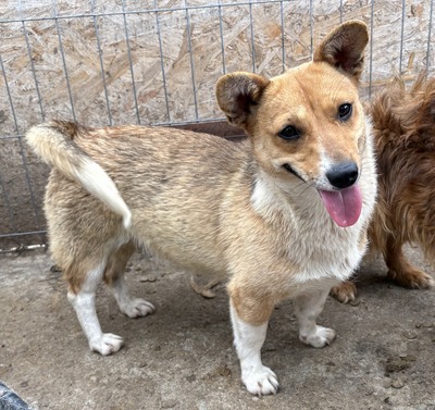Ylvi, Corgi - Mix - Hündin