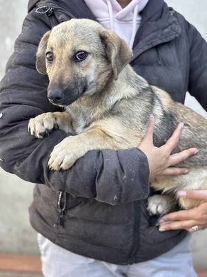 Ylvie, Mischling - Hündin