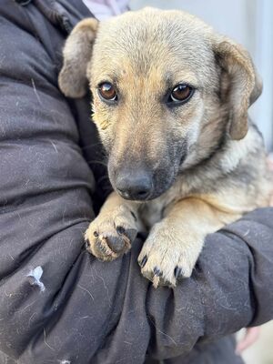 Ylvie, Mischling - Hündin