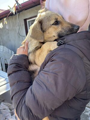 Ylvie, Mischling - Hündin