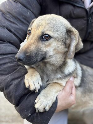 Ylvie, Mischling - Hündin