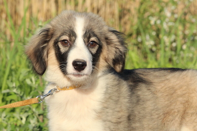 Ylvie, Mischling Welpen - Hündin