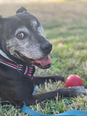 Yoko, Mischling - Hündin