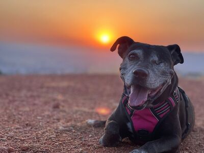 Yoko, Mischling - Hündin