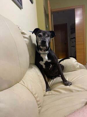 Yoko, Mischling - Hündin