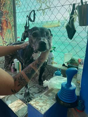 Yoko, Mischling - Hündin