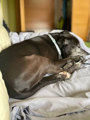 Yoko, Mischling - Hündin