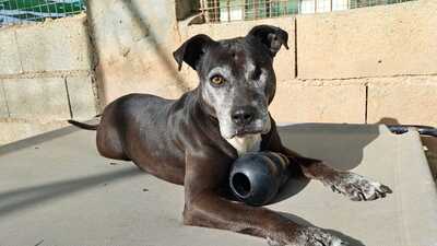 Yoko, Mischling - Hündin