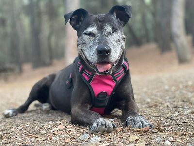 Yoko, Mischling - Hündin