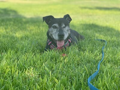 Yoko, Mischling - Hündin